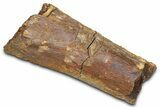 Fossil Dinosaur Appendage Bone Section - Wyoming #381169-1